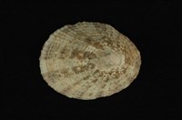 藏品(斗笠螺)的圖片